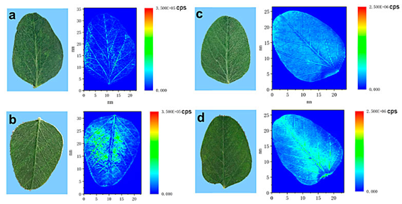 光聲無(wú)標(biāo)記成像與傳統(tǒng)熒光標(biāo)記法信噪比對(duì)比圖